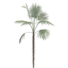Fototapeta na wymiar Palm Tree 3d illustration isolated on the white background