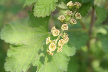 Red currant shrub with flowers in springtime. Ribes bush in bloom