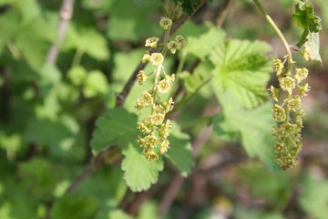 Red currant shrub with flowers in springtime. Ribes bush in bloom