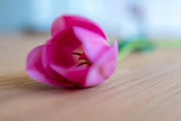 Pinke Tulpe