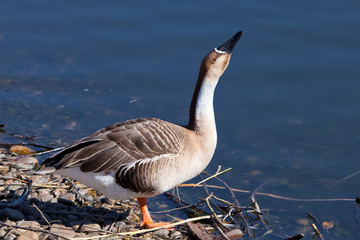 Swan goose stands on the shore stretching out its neck, wild goose.