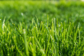 Saftig grünes Gras mit Wassertropfen