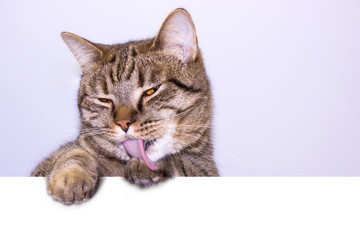 Fototapeta premium Funny gray tabby cat showing placard with space for text. Lovely cat with yellow eyes holding signboard. Top of head of cat with paws up peeking over blank white banner.