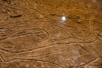strip on the sandy bottom of the river from moving mussels