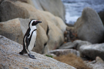 un manchot sur Boulders Beach en Afrique du Sud