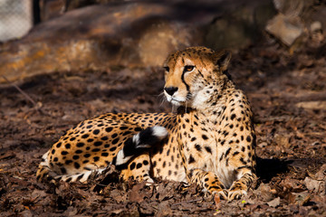 got up. A bright red cheetah is resting and looking down on a withered grass in the rays of the setting sun,