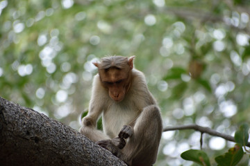 monkey sitting on a tree branch