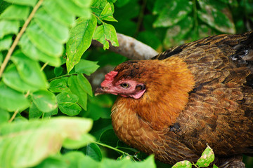 hen on a branch