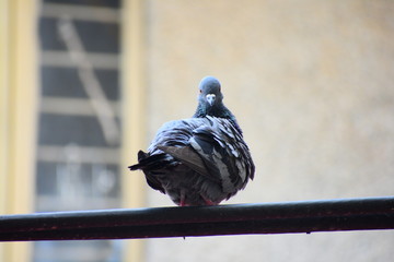 pigeons on the roof