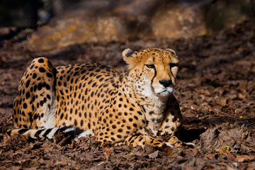 taut. A bright red cheetah is resting and looking down on a withered grass in the rays of the setting sun,
