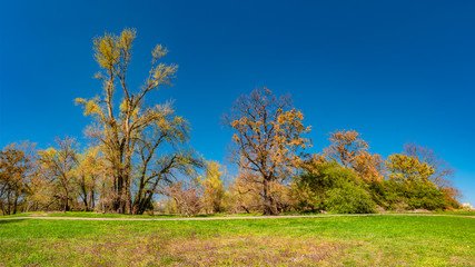 Fototapeta premium Magical panoramic view of deciduous forest in early Spring with blue sky, near Magdeburg, Germany