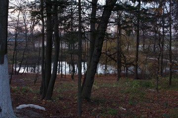 Fototapeta premium morning in the forest