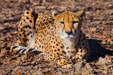 looking straight. A bright red cheetah is resting and looking down on a withered grass in the rays of the setting sun,