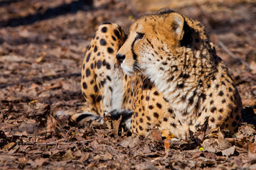 turned around. A bright red cheetah is resting and looking down on a withered grass in the rays of the setting sun,