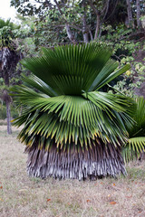 Copernicia macroglossa is an endemic Palm to Cuba