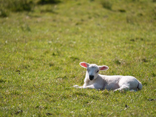 Obraz premium Sheep farming in spring in Cumbria, England, UK