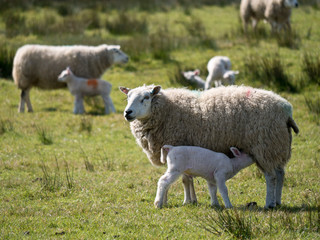 Sheep farming in spring in Cumbria, England, UK