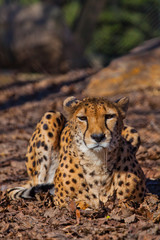 straight face A bright red cheetah is resting and looking down on a withered grass in the rays of the setting sun,
