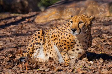 ready to jump, on edge. A bright red cheetah is resting and looking down on a withered grass in the rays of the setting sun,
