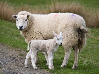 Naklejka na ściany i meble Sheep farming in spring in Cumbria, England, UK