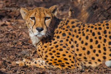 A bright red cheetah rests and looks lying on the withered grass in the rays of the setting sun, close-up