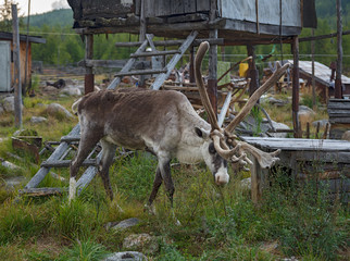 Reindeer in the Evenki camp