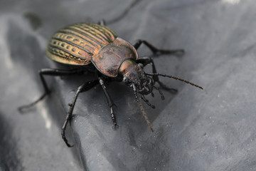 Carabus - beetle on black foil.