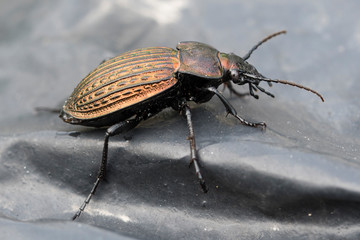 Carabus - beetle on black foil.