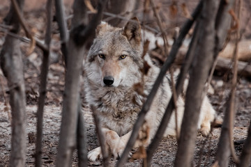 A she-wolf lies among the trees (thickets).Powerful predator gray wolf in the woods in early spring.