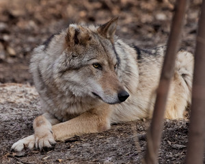 A she-wolf lies among the trees (thickets).Powerful predator gray wolf in the woods in early spring.