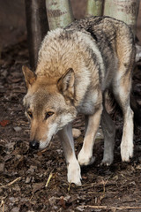 The wolf sneaks its head down, wolfish gaze. Powerful predator gray wolf in the woods in early spring.