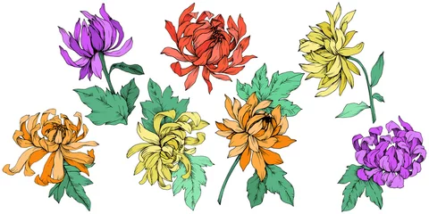 Papier Peint photo Plantes tropicales Fleurs botaniques florales de chrysanthème de vecteur. Art de l& 39 encre gravée. Élément d& 39 illustration fleur isolé.