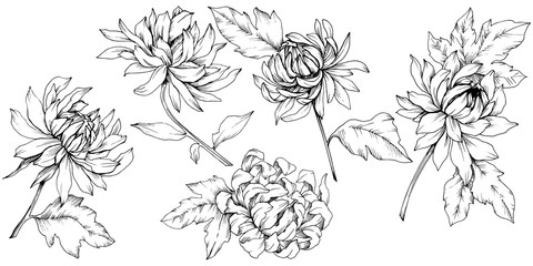 Vector Chrysanthemum floral botanical flowers. Black and white engraved ink art. Isolated flower illustration element. - obrazy, fototapety, plakaty