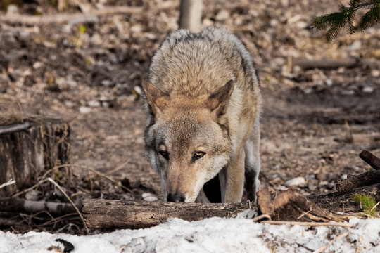 The wolf sniffs traces with his head down, the wolf tracks down. gray wolf in the woods in early spring.