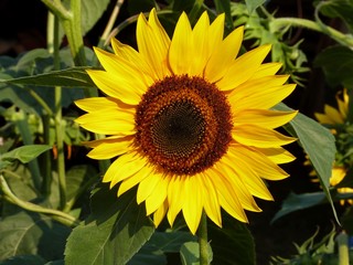 Obraz premium Girasole