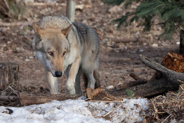 gray wolf in the woods in early spring.