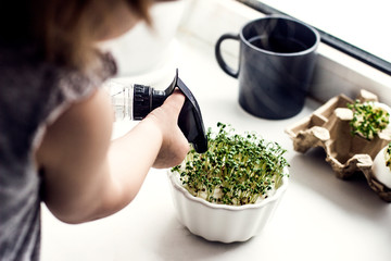 baby watering cress salad in a pot on the windowsill