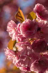 Pink cherry tree blossoms, colorful flower background