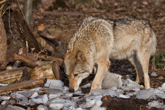 A female wolf sniffs the ground (on a hunt). gray wolf in the woods in early spring.