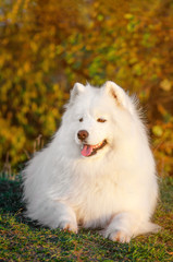 Beautyful Portrait siberian samoyed husky dog in park on autumn sunset