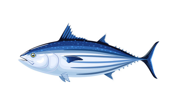Commercial Fish Species. Skipjack Tuna. Vector Illustration Cartoon Flat Icon Isolated On White.