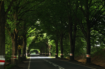 Road near Chojna. Poland
