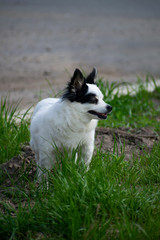 Black and white dog on a walk in the autumn forest. Autumn mood.