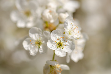 Fruit tree blossom
