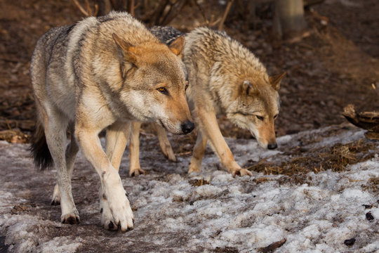 A pair of wolves (husband and wife, boyfriend and girlfriend) walk together through the forest (love).