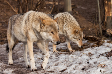 A pair of wolves (husband and wife, boyfriend and girlfriend) walk together through the forest (love).