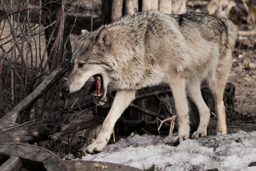 female wolf with an open red mouth goes through the woods gray wolf in the woods in early spring.