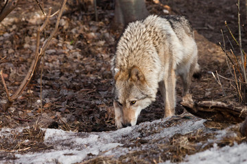 Naklejka na ściany i meble female wolf sniffs traces of hunting in the spring forest gray wolf in the woods in early spring.