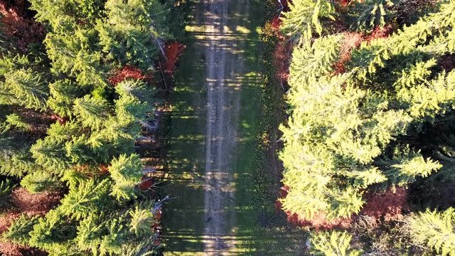 Aerial view of the movement of vehicles on a mountain road. Carpathians. Top view