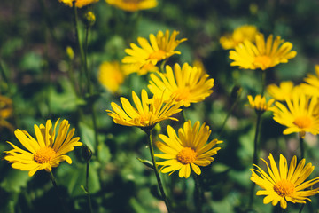 easter flowers in garden, yellow daisies springtime flower